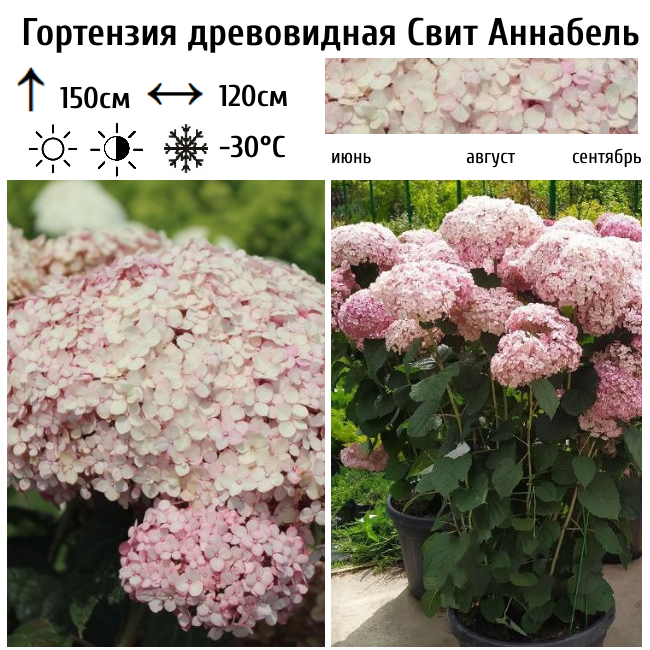 Гортензия древовидная "Свит Аннабель"