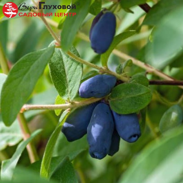 Жимолость "Амфора"