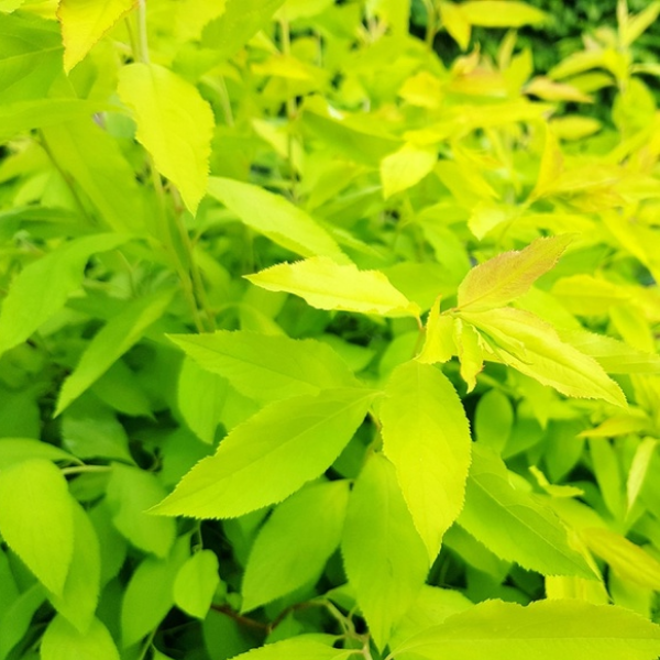 Спирея сливолистная "Голдфайер"