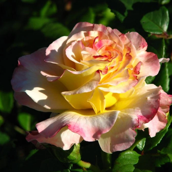 Роза чайно-гибридная "Aquarell"