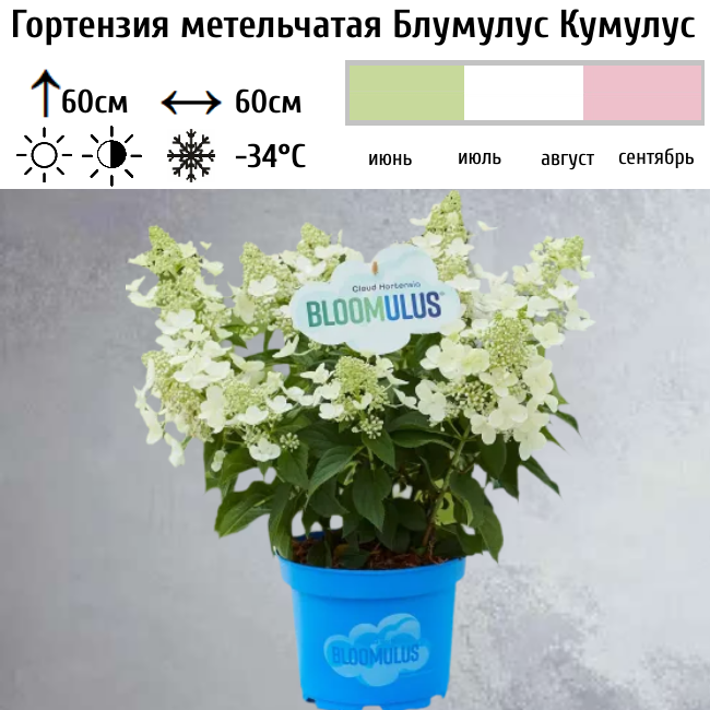 Гортензия метельчатая "Блумулус Кумулус"