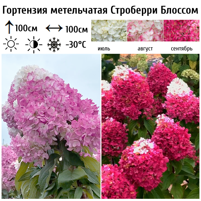 Гортензия метельчатая "Строберри Блоссом"