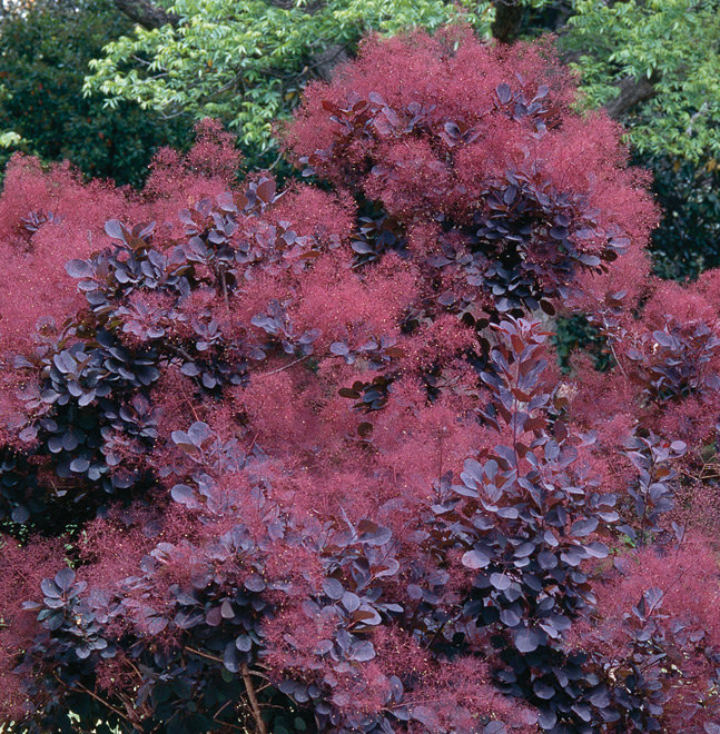 Основное изображение товара