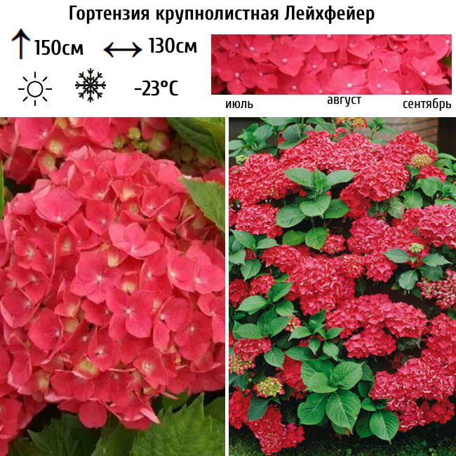 Гортензия крупнолистная "Лейхфейер"
