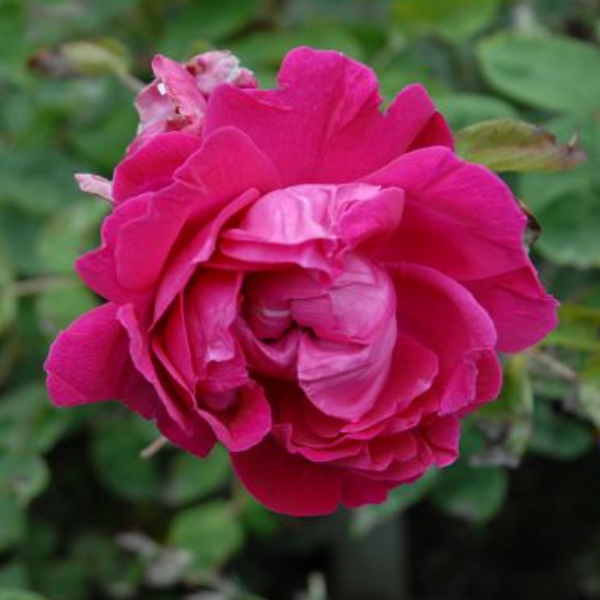 Роза полиантовая "Parfum de l"Hay"