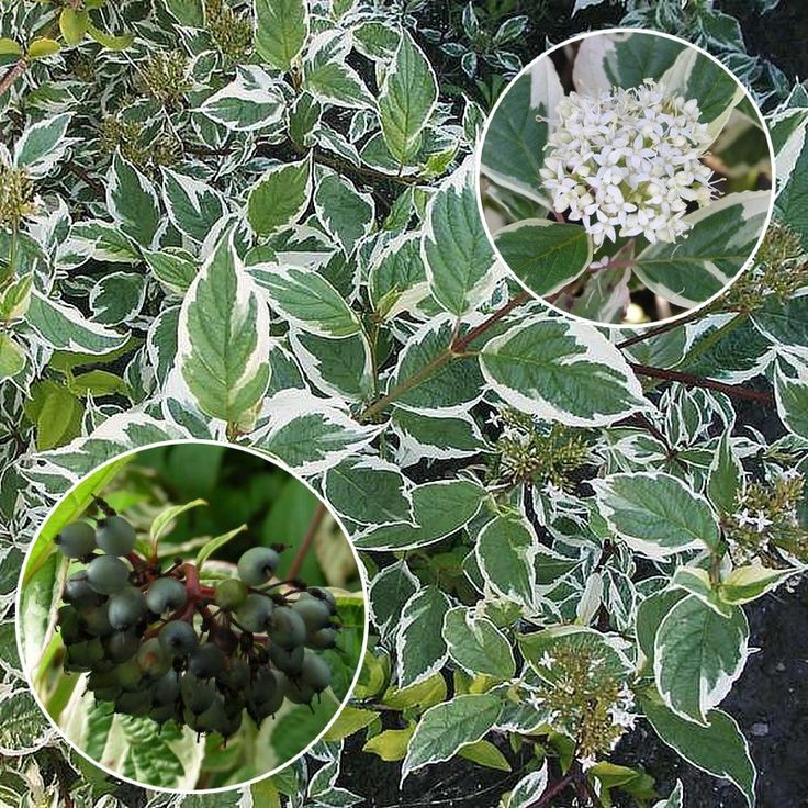 Дерен белый "Сибирика Вариегата"