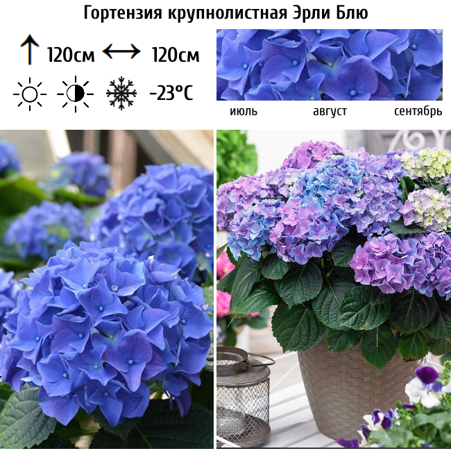 Гортензия крупнолистная "Эрли Блю"