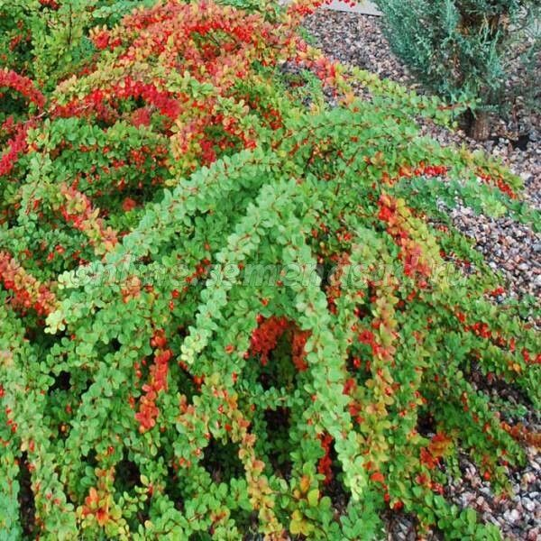 Барбарис Тунберга "Грин Карпет"