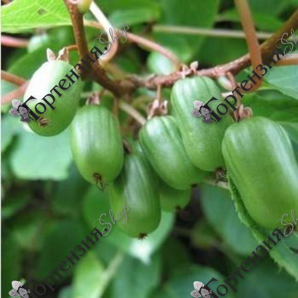 Актинидия аргута "Вейки"