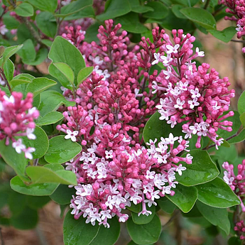 Сирень Мейера "Тинкербелл" 