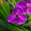 Традесканция андерсона 