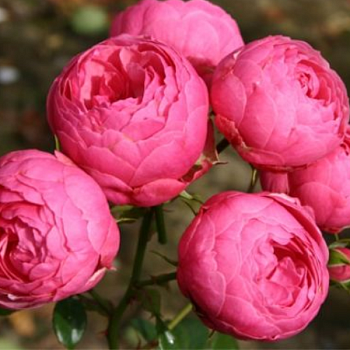 Роза флорибунда "Pomponella" 