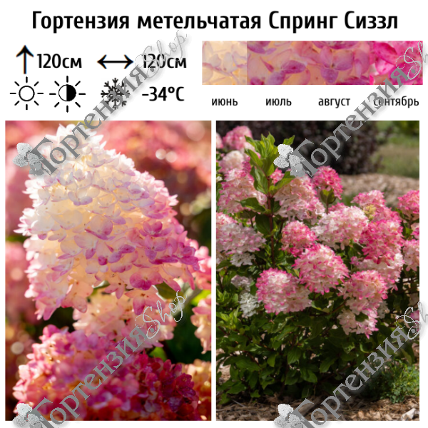 Гортензия метельчатая "Спринг Сиззл"