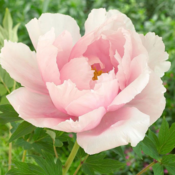 Пион древовидный "Лайт-Пинк" 