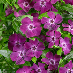 Барвинок