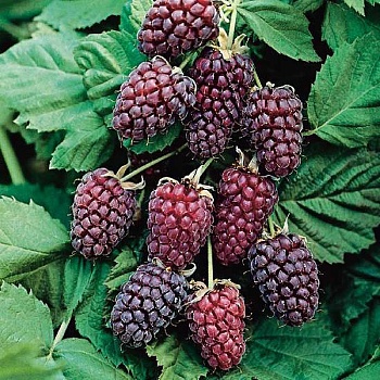 Ежемалина "Логанберри" 