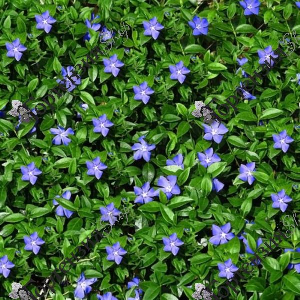 Барвинок малый