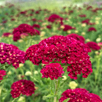 Тысячелистник парковый "Тутти Фрутти Помгранат" 