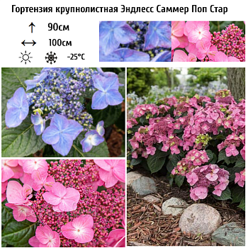Гортензия крупнолистная "Эндлесс Саммер Поп Стар" 