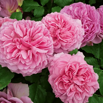 Роза флорибунда Д. Остин "Princess Alexandra of Kent" 