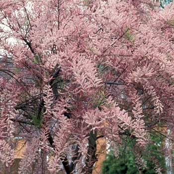 Тамарикс разветвленный  