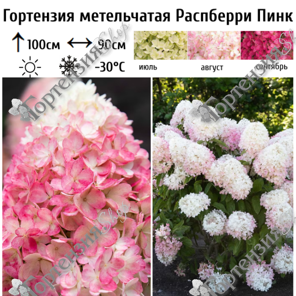 Гортензия метельчатая "Распберри Пинк"