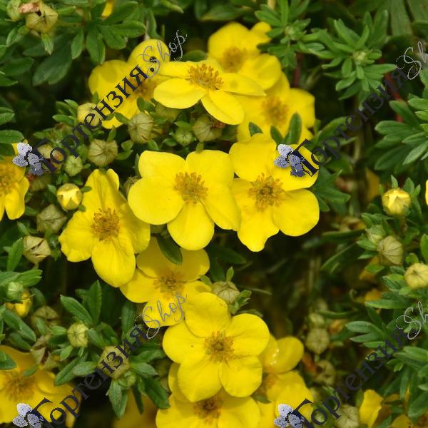 Лапчатка кустарниковая "Голдфингер"