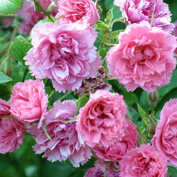 Роза Ругоза "Pink Grootendorst" 