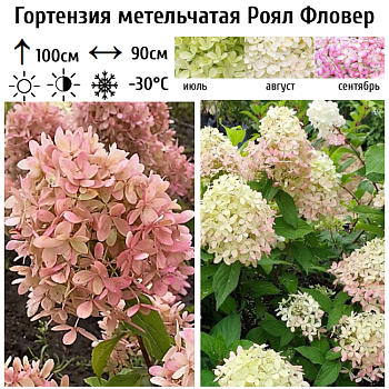 Гортензия метельчатая "Роял Фловер" 