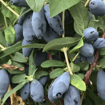 Жимолость "Бореал Близзард" 