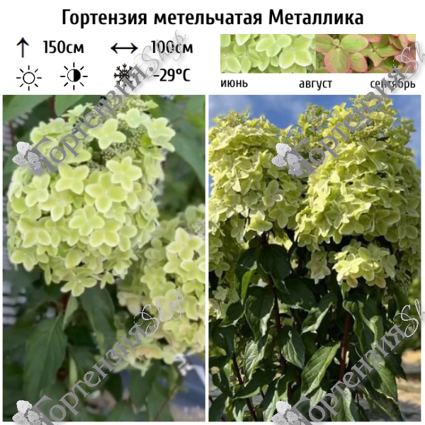 Гортензия метельчатая "Металлика"