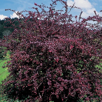 Барбарис Тунберга "Ред Чиф" 