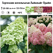 Гортензия метельчатая 