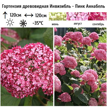 Гортензия древовидная "Пинк Аннабель" 