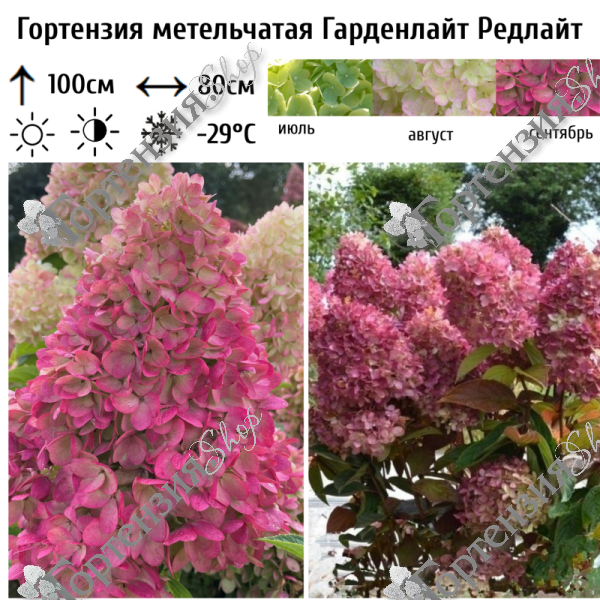 Гортензия метельчатая "Гарденлайт Редлайт"