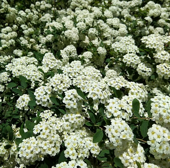 Спирея стелющаяся 