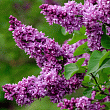 Сирень обыкновенная 