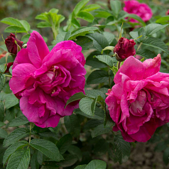 Роза Ругоза "Purple Roadrunner" 