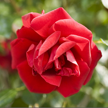 Роза полиантовая "Europeana" 