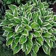 Хоста волнистая 