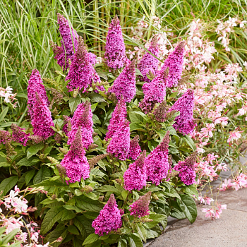 Буддлея Давида "Баттерфляй Канди Литтл Цериз" 