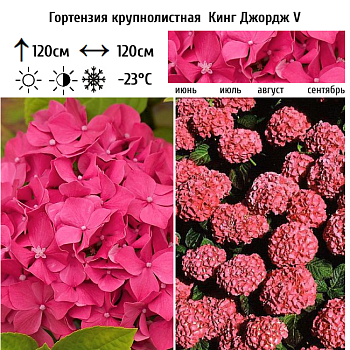 Гортензия крупнолистная "Кинг Джордж V" 