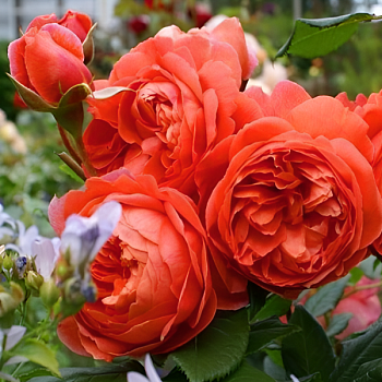 Роза флорибунда Д. Остин "Summer Song" 